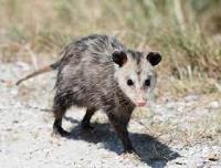 Possum Removal Sydney image 3